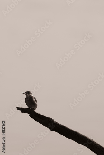 bird on a branch