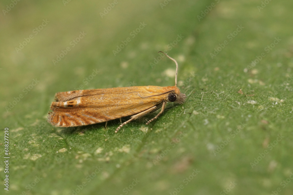 Closeup on the small orange red piercer moth, Lathronympha strigana , sitting on a green leaf Closeup on the small orange red piercer moth, Lathronympha strigana , sitting on a green leaf