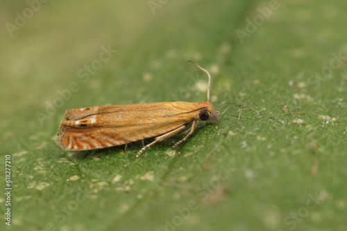 Closeup on the small orange red piercer moth, Lathronympha strigana , sitting on a green leaf © Henk