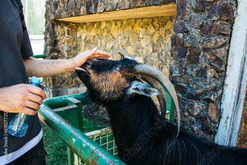 goat in the zoo © Krystsina