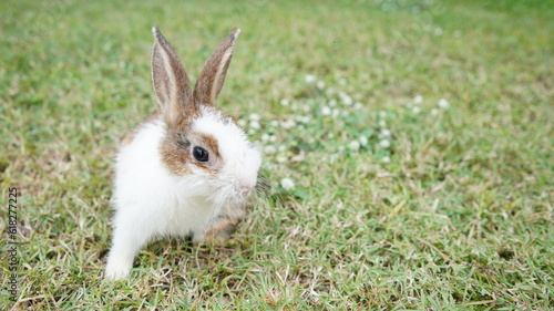 Young rabbit on green grassin nature. Little bunny plays in lawn with fun.a