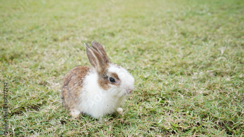 Young rabbit on green grassin nature. Little bunny plays in lawn with fun.a