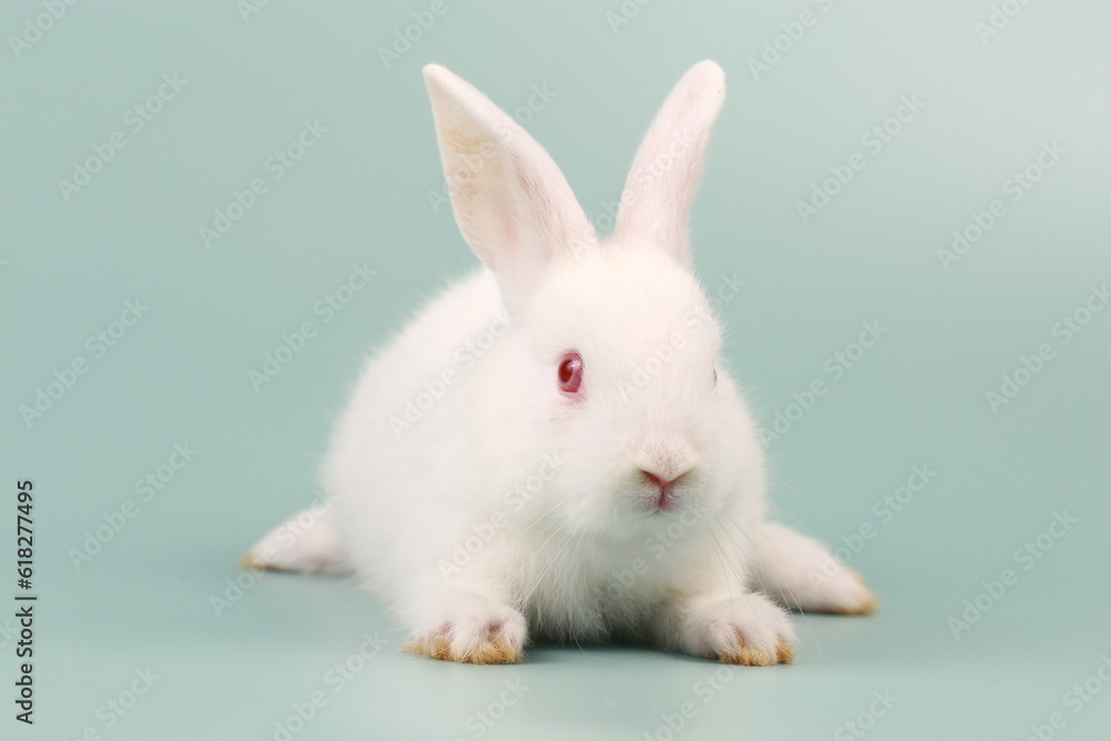 Fototapeta premium Rabbit on green pastel screen. Little bunny action. Cute pet for clinic or Vet banner.