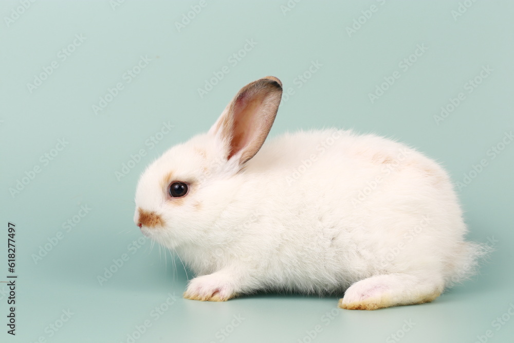 Rabbit on green pastel screen. Little bunny action. Cute pet for clinic or Vet banner.