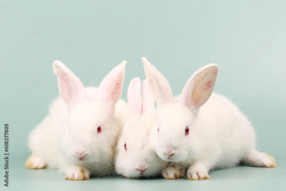 Rabbit on green pastel screen. Little bunny action. Cute pet for clinic or Vet banner. Rabbit on green pastel screen. Little bunny action. Cute pet for clinic or Vet banner.