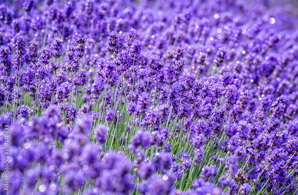 Close up of mass of purple lavender flower heads
