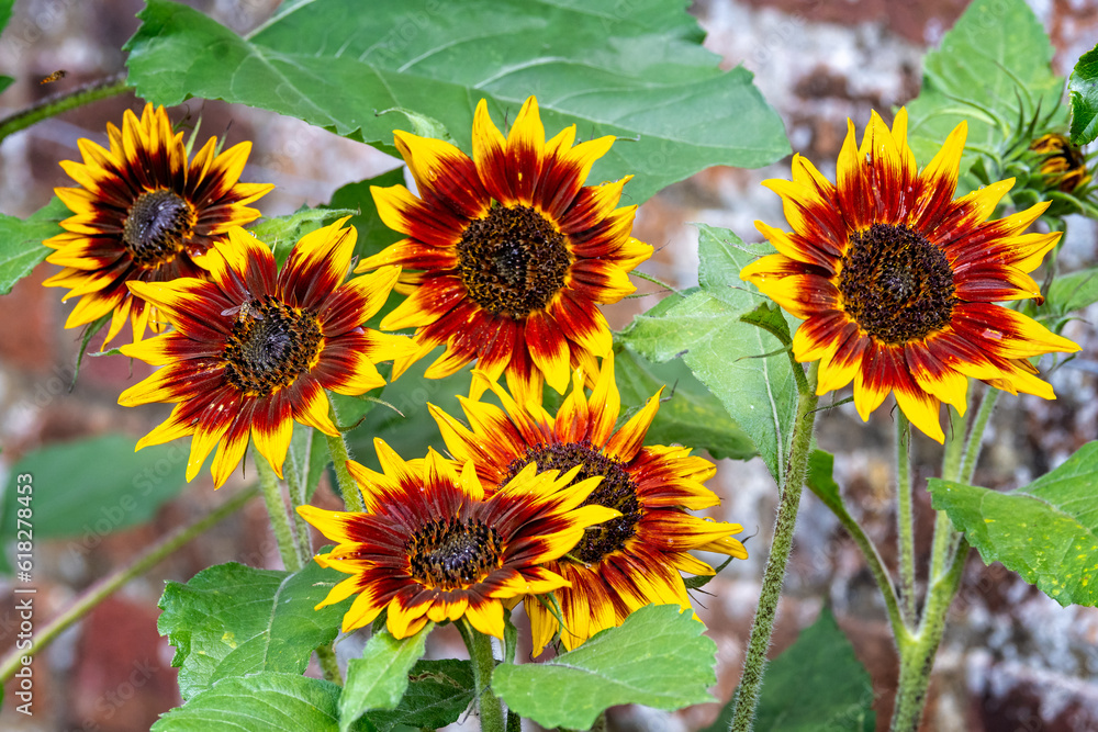 Fototapeta premium Close up of group of dazzling sunflower heads in red, orange and yellow