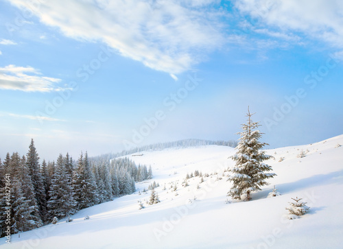 Winter calm dull mountain landscape with fir trees on slope (Kukol Mount, Carpathian Mountains, Ukraine)