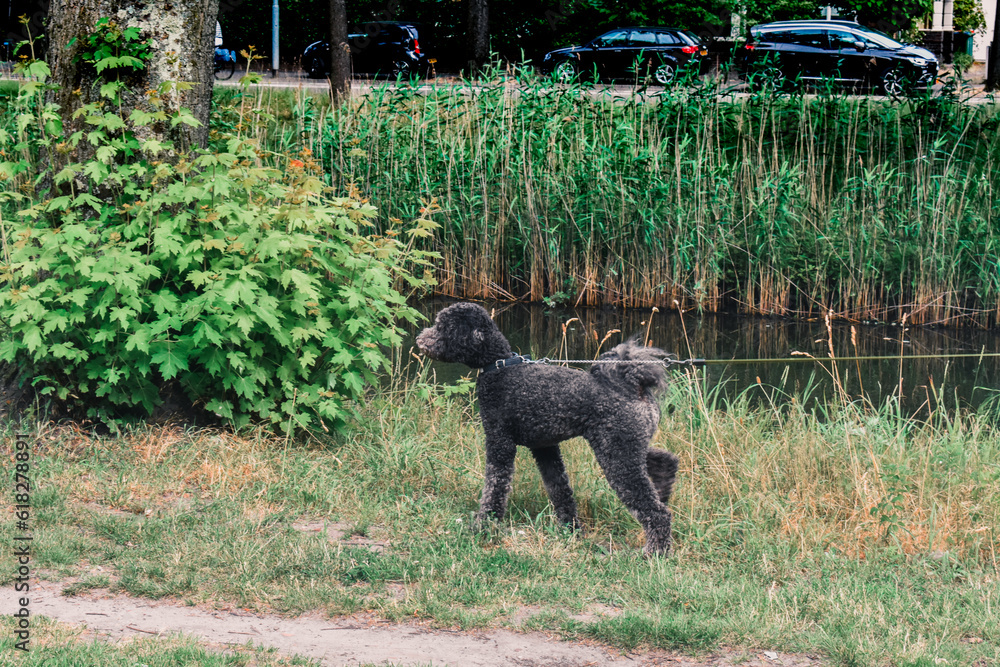black dog on the grass black dog on the grass