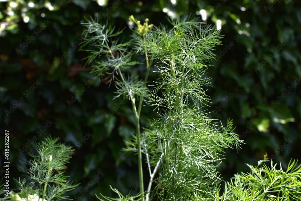 green leaves and stems of dill in the garden