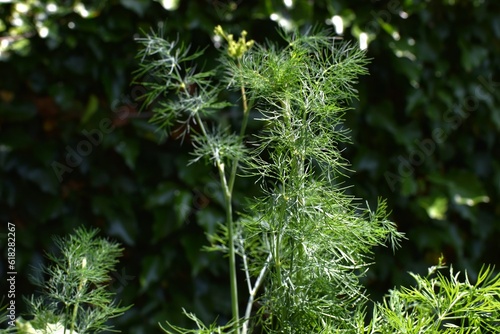 green leaves and stems of dill in the garden