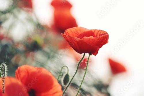 Orange poppies on a white sky background on a sunny evening. Red poppies background. Bright red flowers outdoors. Poppy field.