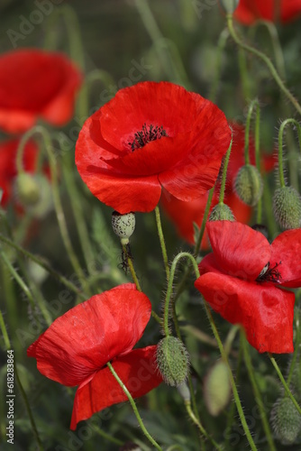 Red poppies on a green background on a sunny day. Red poppies background. Bright red flowers outdoors. Poppy field.