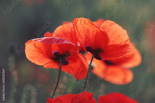 Lush poppy buds with transparent red-orange petals close-up In sunlight on a green background outdoors. Red poppies on a green background on a sunny day. Bright red flowers outdoors.