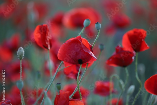 Red poppies on a green background in evening. Red poppies background. Bright red flowers outdoors. Poppy field.
