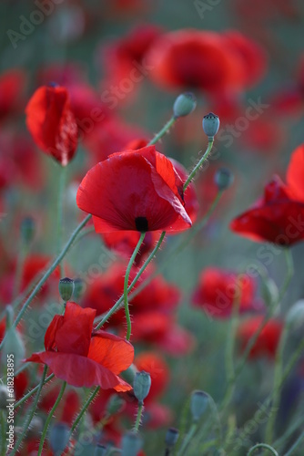Red poppies on a green background in evening. Red poppies background. Bright red flowers outdoors. Poppy field. Vertical