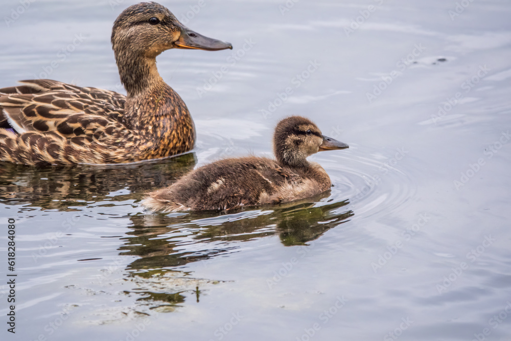 A family of ducks, a duck and its little ducklings are swimming in the water. The duck takes care of its newborn ducklings. Mallard, lat. Anas platyrhynchos A family of ducks, a duck and its little ducklings are swimming in the water. The duck takes care of its newborn ducklings. Mallard, lat. Anas platyrhynchos