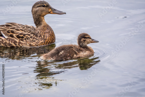 A family of ducks, a duck and its little ducklings are swimming in the water. The duck takes care of its newborn ducklings. Mallard, lat. Anas platyrhynchos