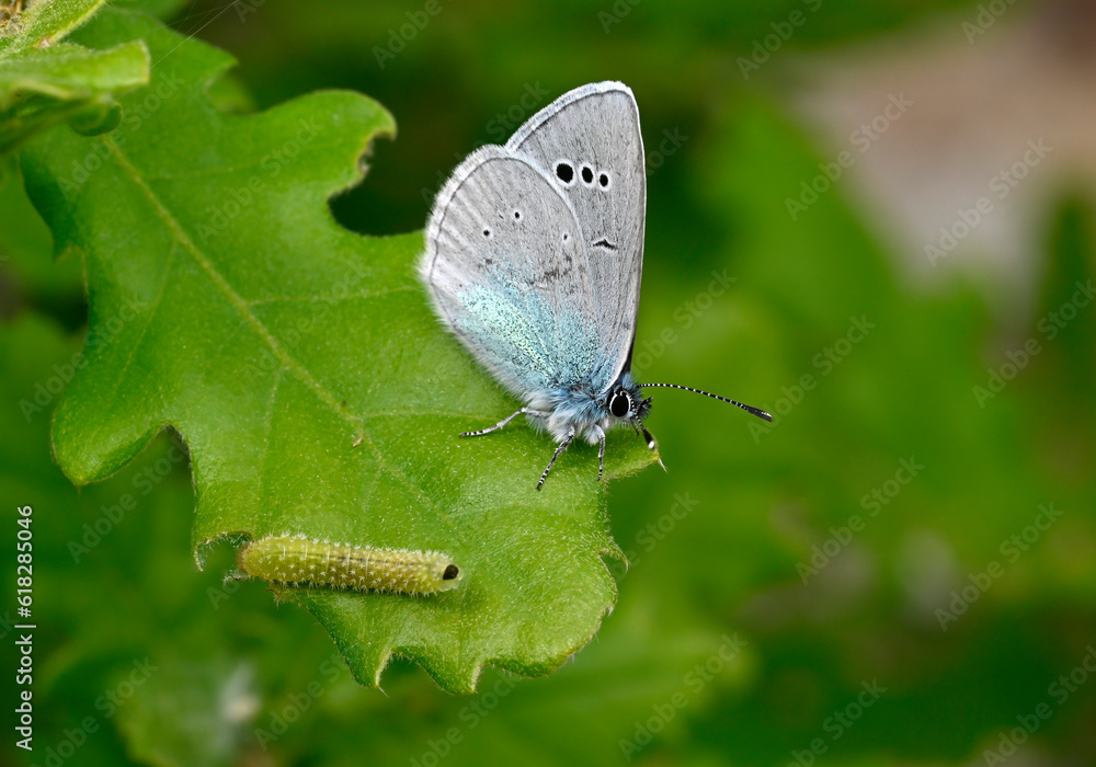 Green-underside blue // Alexis-Bläuling (Glaucopsyche alexis) Green-underside blue // Alexis-Bläuling (Glaucopsyche alexis)