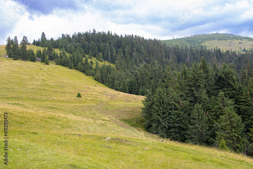 Green meadow with pine and  fir trees on a summer day under a blue sky in Padis, Bihor Couny, Apuseni Mountains, Romania photo