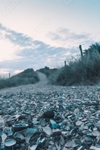 path of seashells 