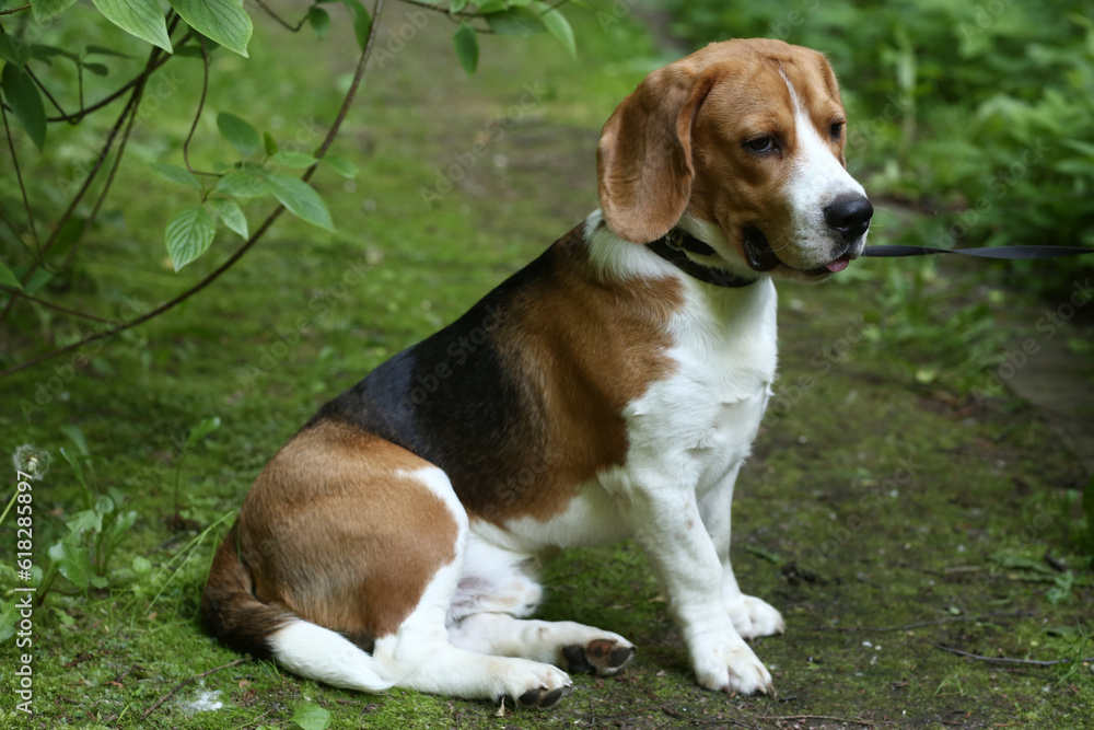 beagle dog closeup portrait with on green grass background