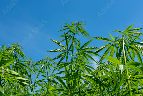beautiful hemp leaf on a marijuana field under the blue sky with sun and clouds for legalization of medical cannabis products cbd thc illegal drug legal leafes farm