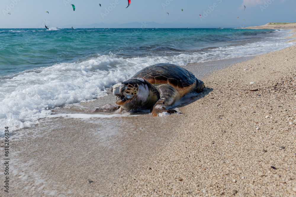 A dead, bloated Loggerhead turtle washed up on a beach. A dead, bloated Loggerhead turtle washed up on a beach.
