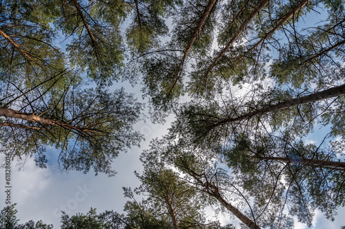Look up to trees in forest
