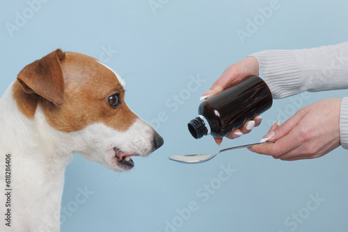 Murais de parede jack russell terrier dog taking medicine, dog treatment concept
