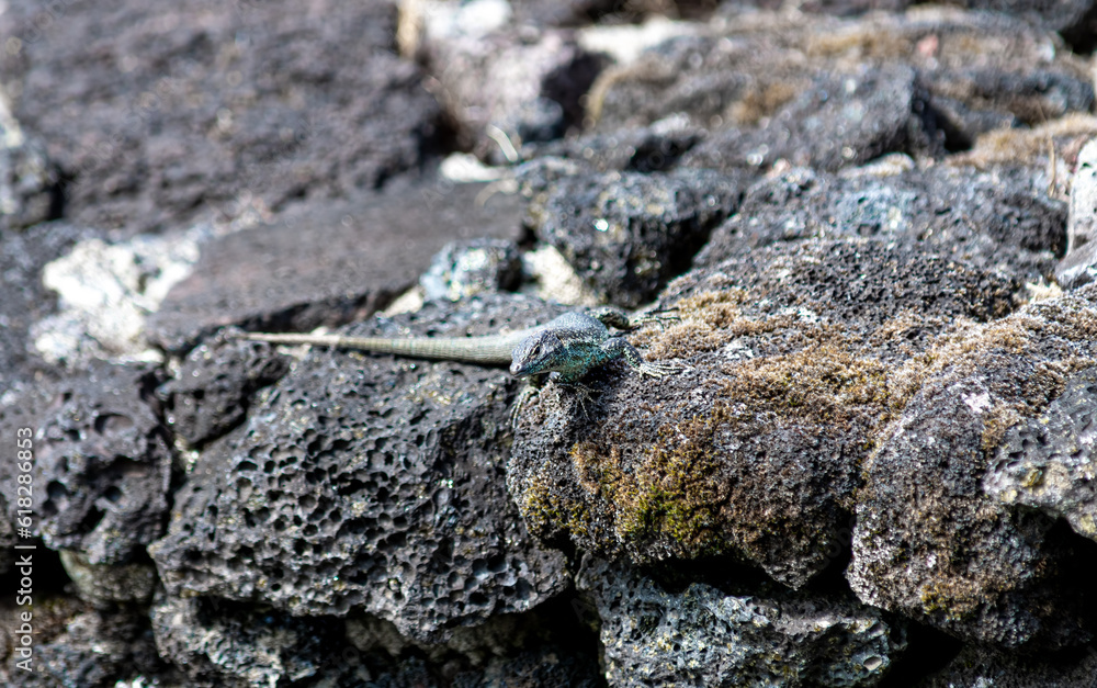 Madeira Lizards. On the island of Pico in the Azores Madeira Lizards. On the island of Pico in the Azores