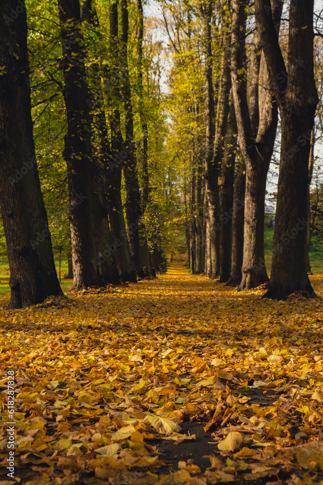 Colorful falling autumn leaves. View through the autumn foliage in park forest. Golden tree leaves. Beautiful tree with yellow leaves in autumn forest. Path littered with autumn leaves. Nature fall