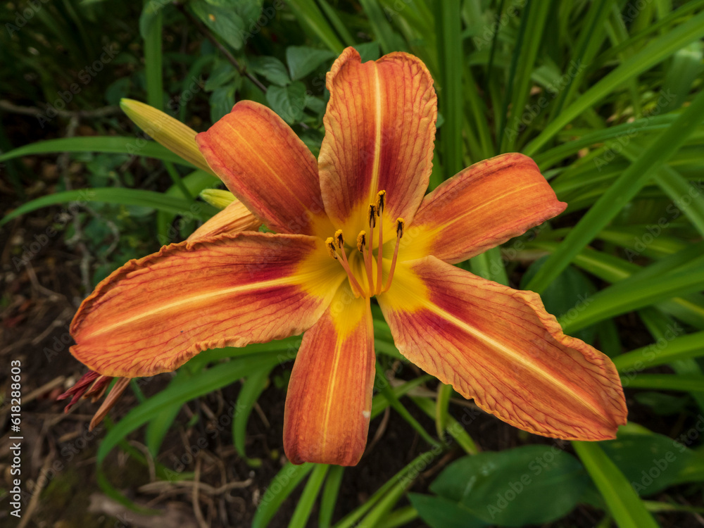 orange lily in the garden orange lily in the garden