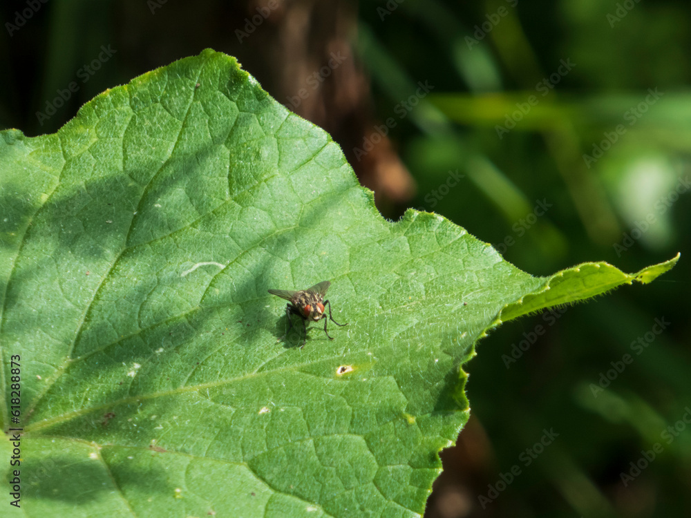 bug on leaf bug on leaf