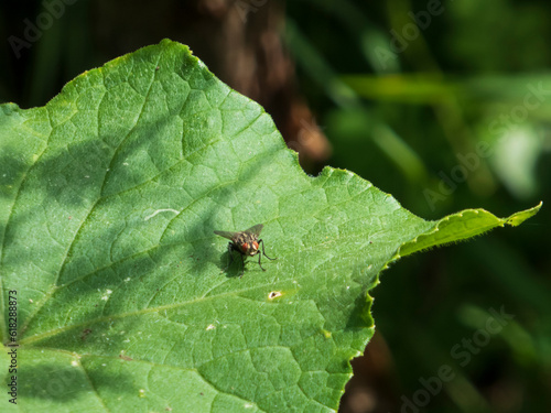 bug on leaf © Boris