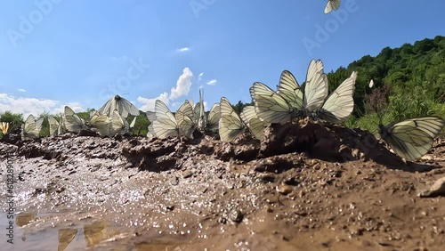 Group of Black-veined White butterflies - (Aporia crataegi)