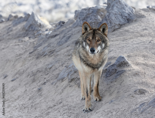 Gray wolf on a background of gray stones