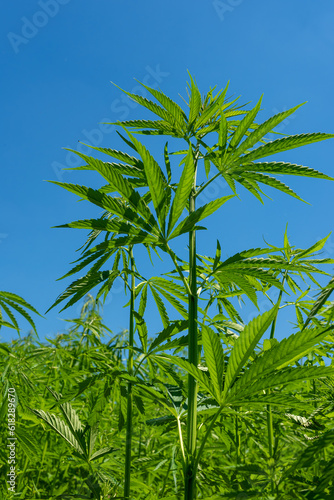 beautiful hemp leaf on a marijuana field under the blue sky with sun and clouds for legalization of medical cannabis products cbd thc illegal drug legal leafes farm