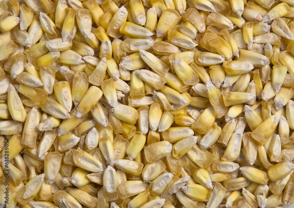 Peruvian chulpe corn kernels (raw roasted cancha nuts) for ceviche or cebiche (fried popcorn, maiz, cuzco, maize, toasted ancient grains) cooked product of Peru, Ecuador, Colombia, chulpi alimentos Peruvian chulpe corn kernels (raw roasted cancha nuts) for ceviche or cebiche (fried popcorn, maiz, cuzco, maize, toasted ancient grains) cooked product of Peru, Ecuador, Colombia, chulpi alimentos
