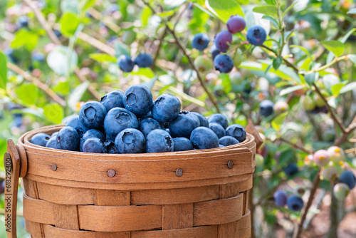 Принти на полотні A basket of fresh picked blueberries sits in front of the blueberry bushes