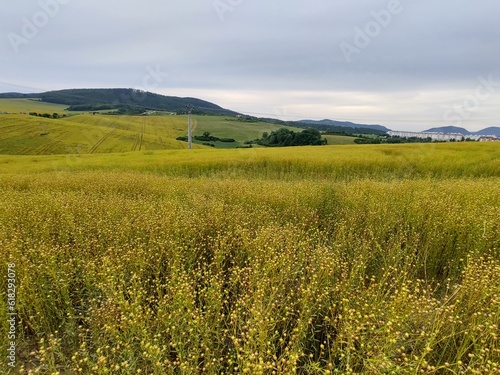 Wheat field during sunnrise or sunset. Slovakia	 photo