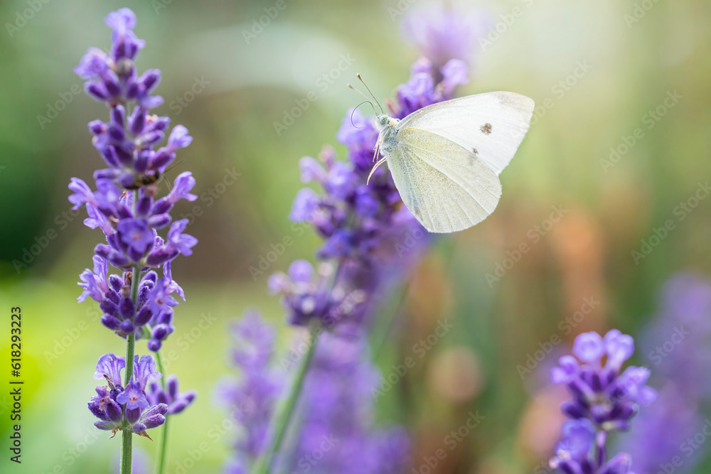 Naklejka premium Cabbage butterfly in flight in a lavendar field