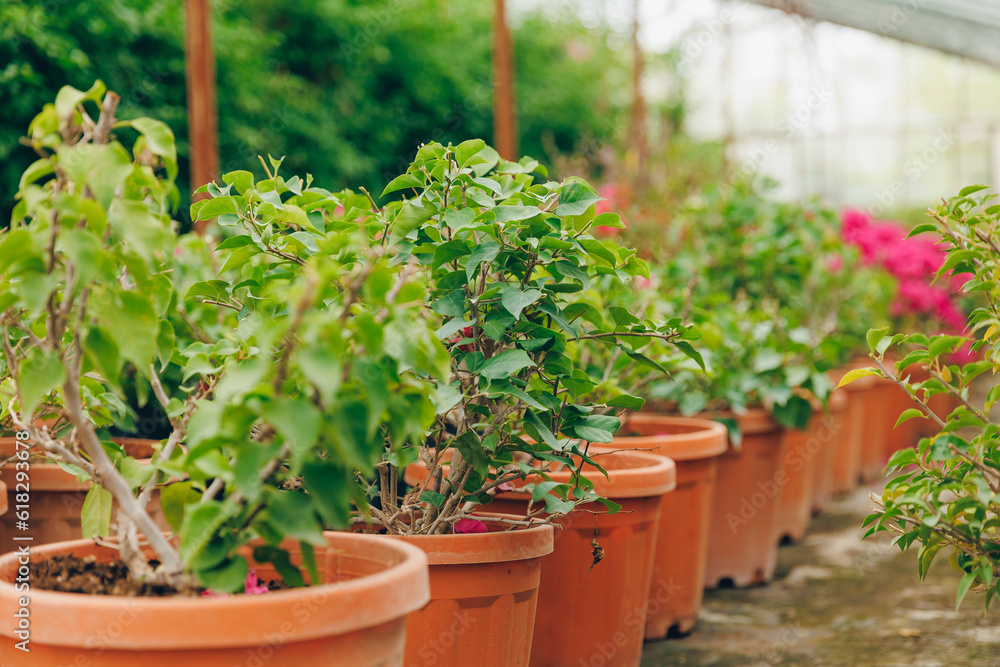 Gardening shop, greenhouse cactus plant nursery for garden decoration. Business for sale and selection of shrubs, botanical trees Gardening shop, greenhouse cactus plant nursery for garden decoration. Business for sale and selection of shrubs, botanical trees