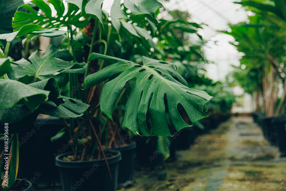 Obraz premium Gardening shop, greenhouse cactus plant nursery for garden decoration. Business for sale and selection of shrubs, botanical trees