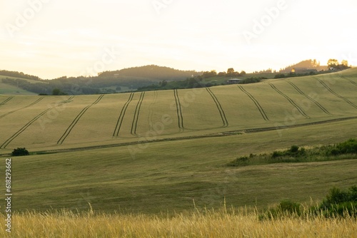 Wheat field during sunnrise or sunset. Slovakia	 photo