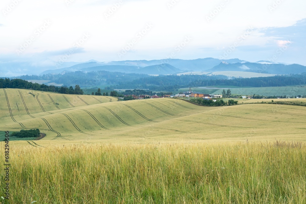 Wheat field during sunnrise or sunset. Slovakia	