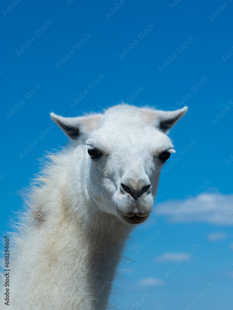 Fototapeta premium white lama portrait on blue sky