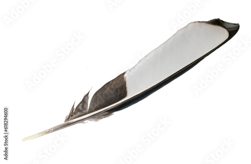 Foto white and black magpie feather on a white isolated background