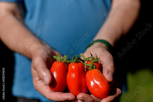 Red San Marzano tomatoes in man's hands.