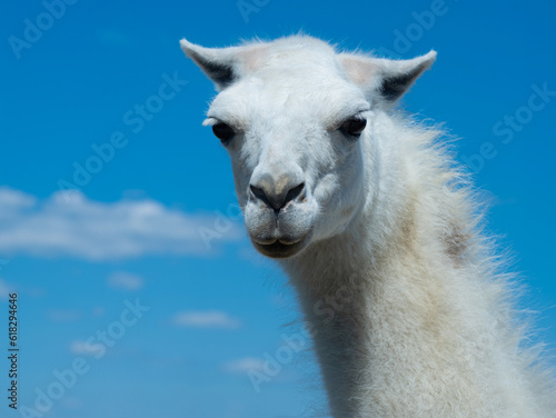 white lama portrait on blue sky